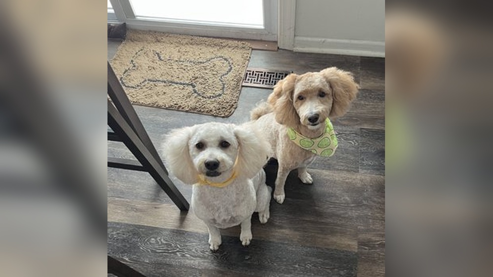 Best in Show Dog & Cat Grooming Lockport Reviews