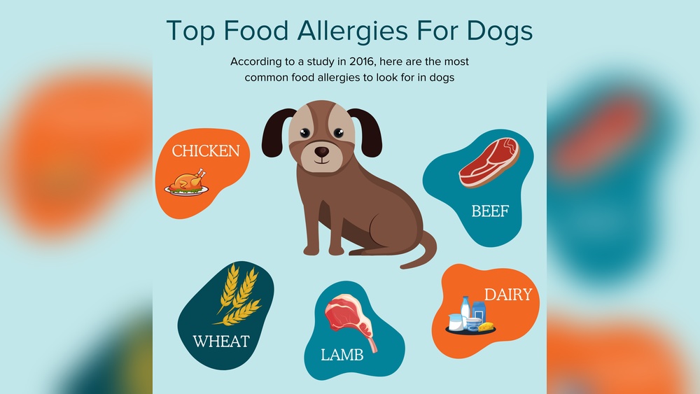 Best Inexpensive Dog Food for Allergies