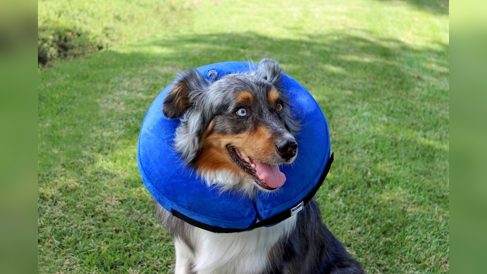 Best Inflatable Collar for Dogs: Top Comfort & Safety Picks 2025