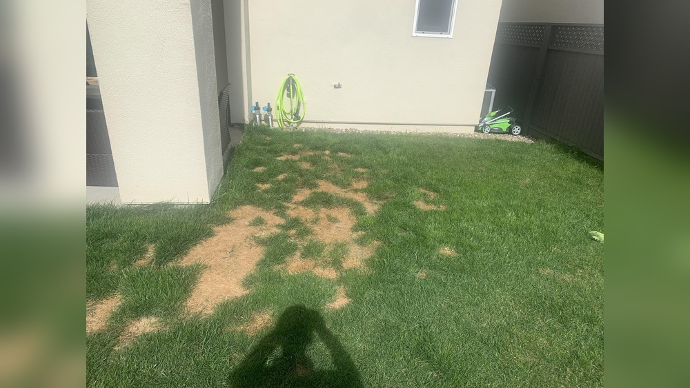Best Lawn Treatment for Dog Urine