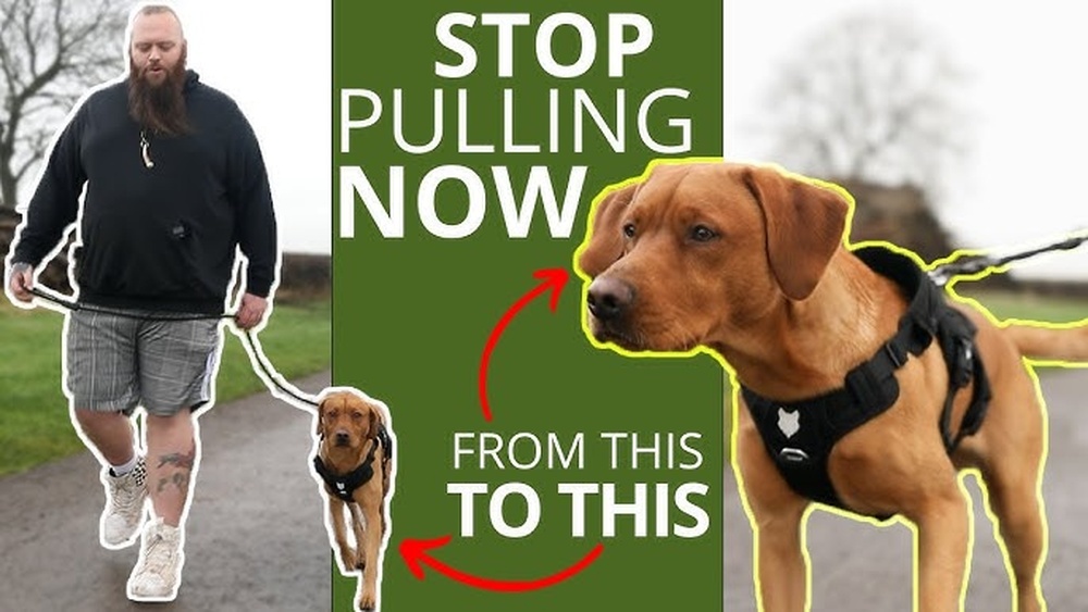 Best Lead to Stop a Dog Pulling