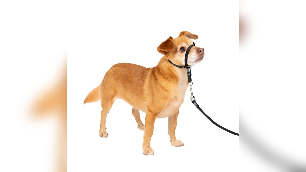 Best Leash for Dogs That Chew