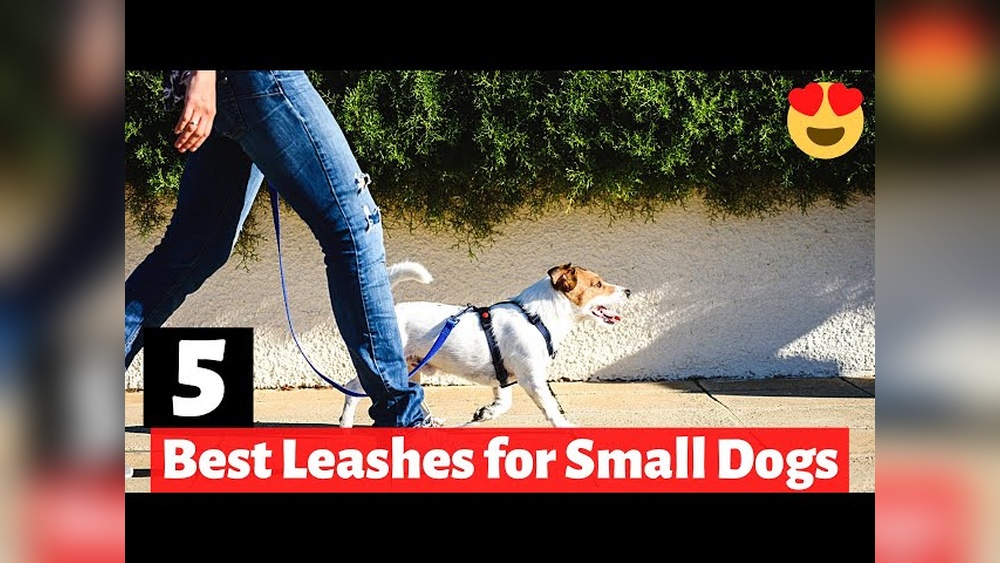 Best Leash for Small Dog: Top Durable Picks for Tiny Pups