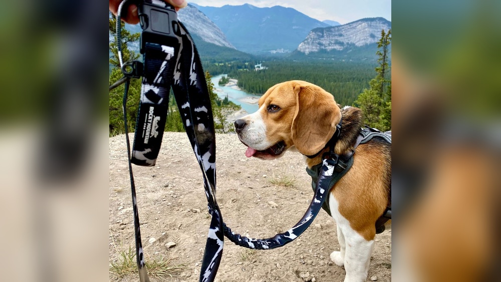 Best Leash for Strong Dogs: Top Durable Picks for Powerful Pullers