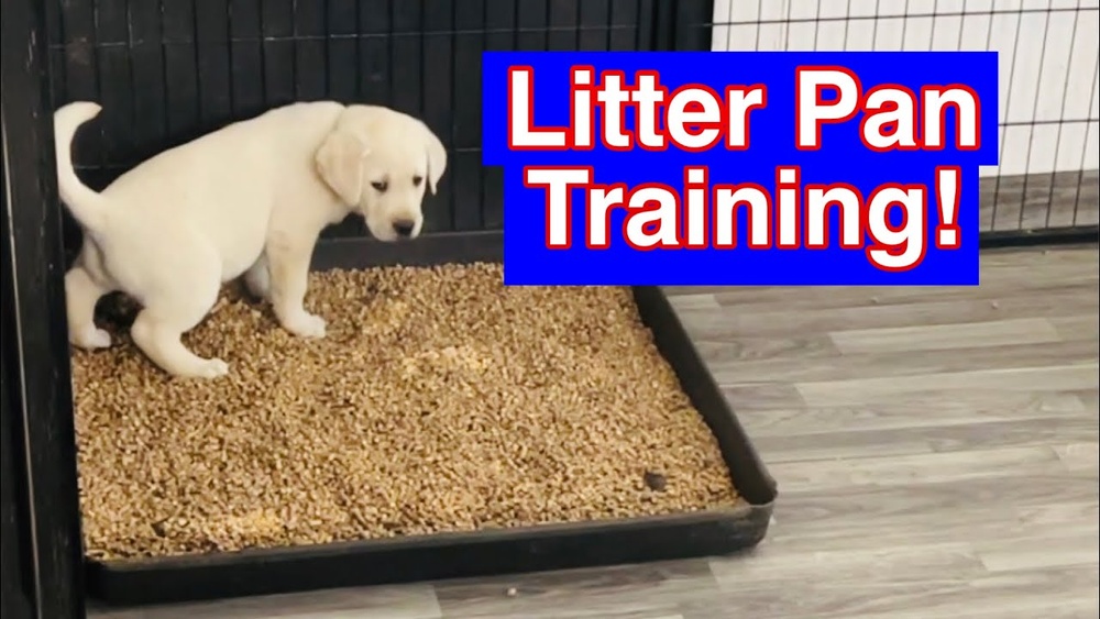 Best Litter Box With Dogs