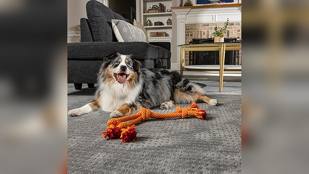 Best Living Room Rugs for Dogs