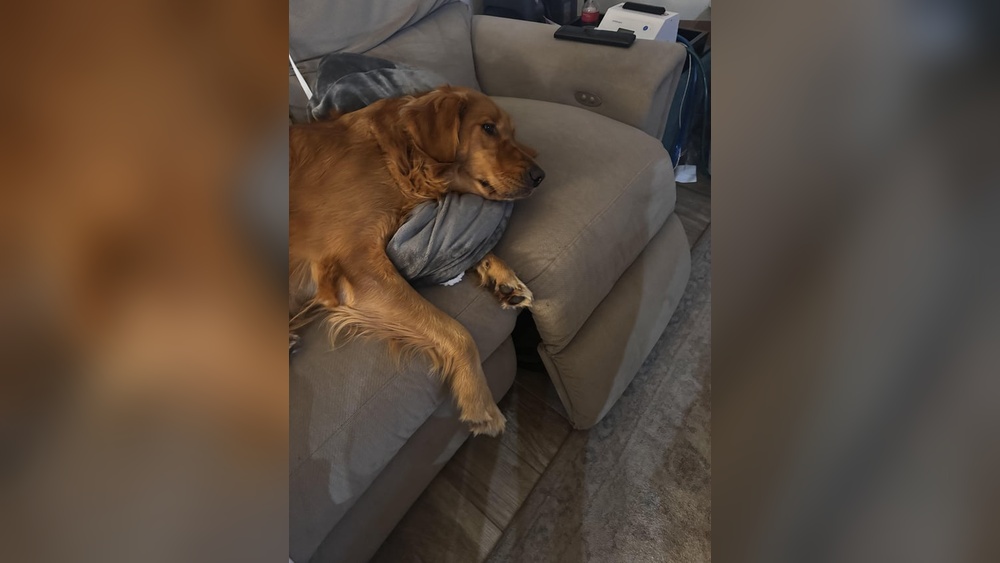 Best Lovesac Fabric for Dogs
