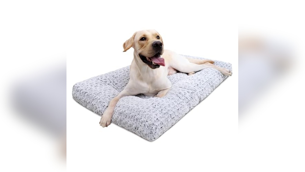 Best Machine Washable Dog Bed