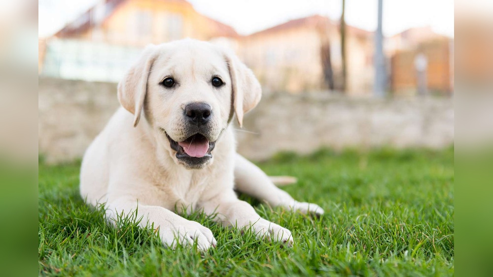 Best Male Dog Names Labrador