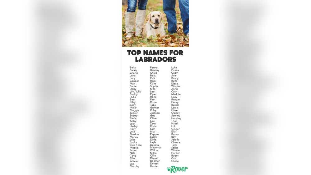 Best Male Lab Dog Names