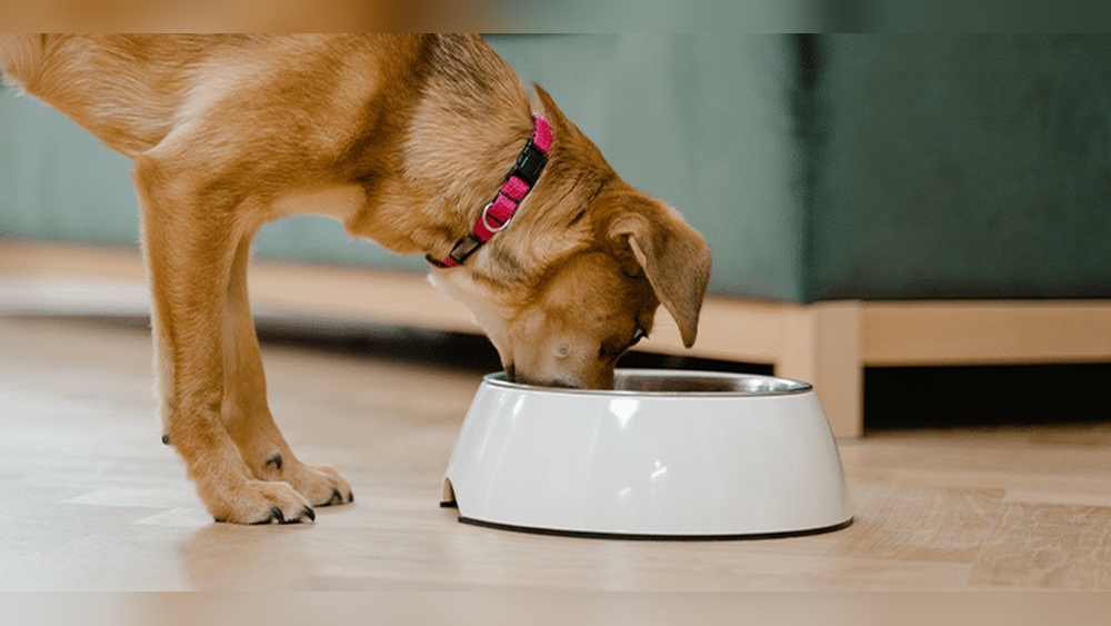 Best Material for Dog Water Bowl