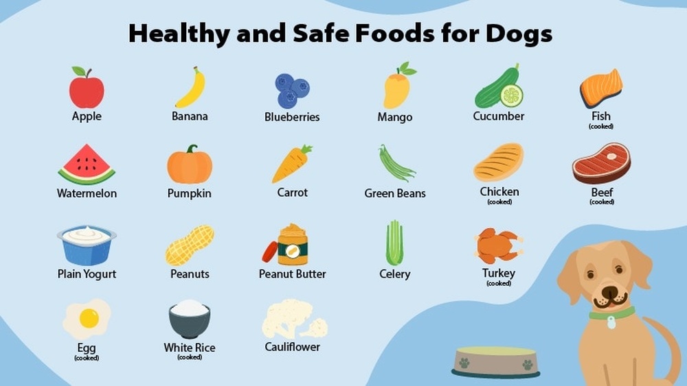 Best Meat to Feed Your Dog