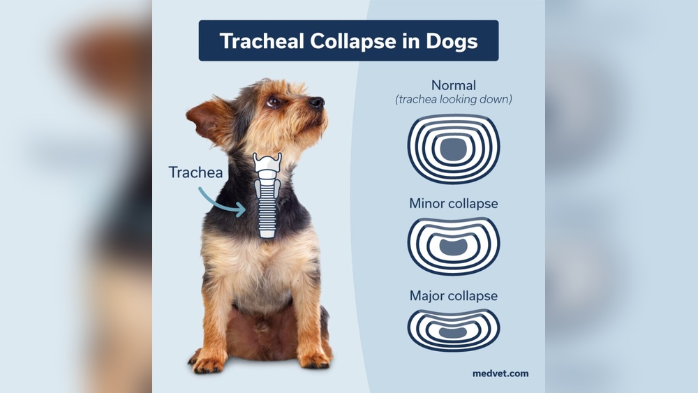 Best Medicine for Collapsed Trachea in Dogs