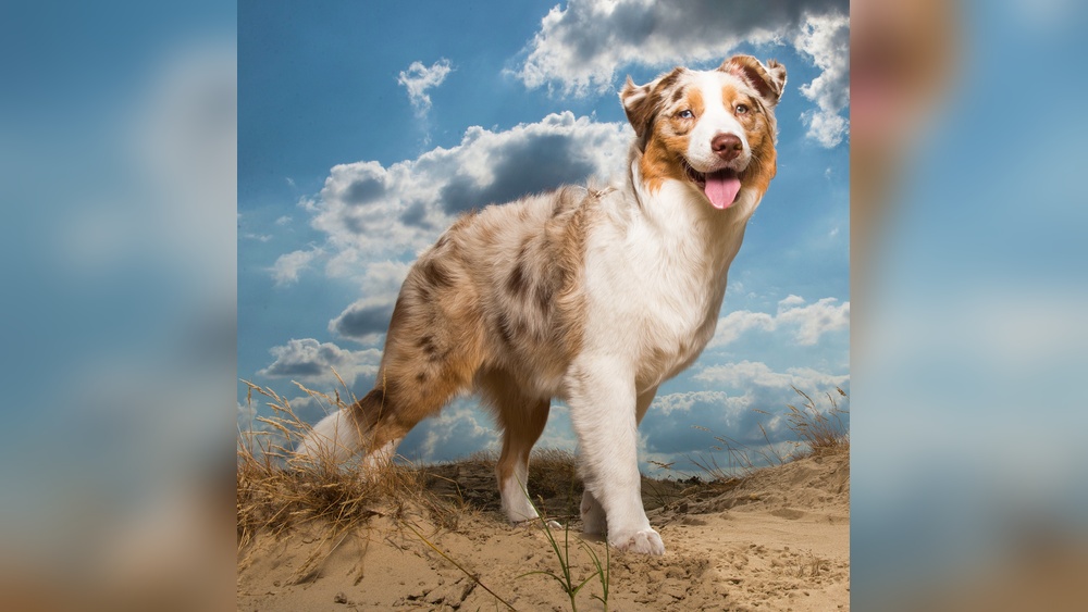 Best Medium Dog Breeds for Families