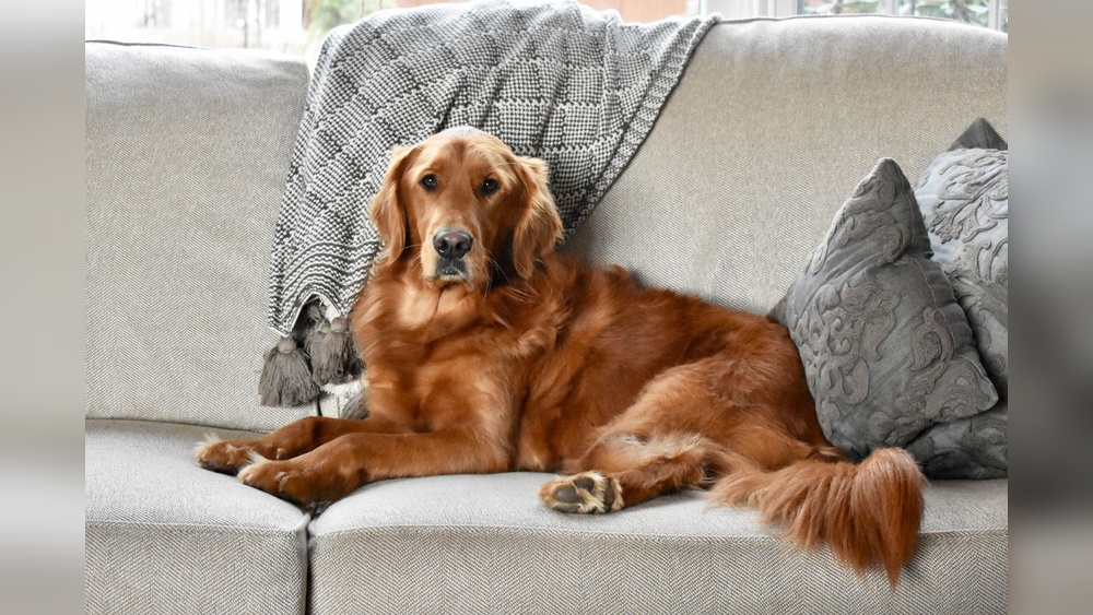 Best Medium Sized Dogs for First Time Owners