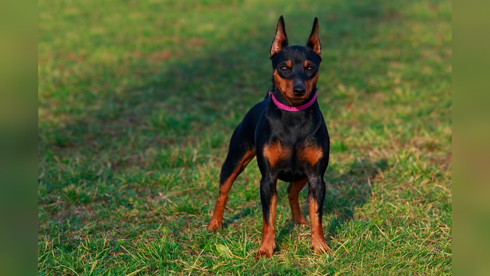Best Medium-Sized Short-Haired Dogs