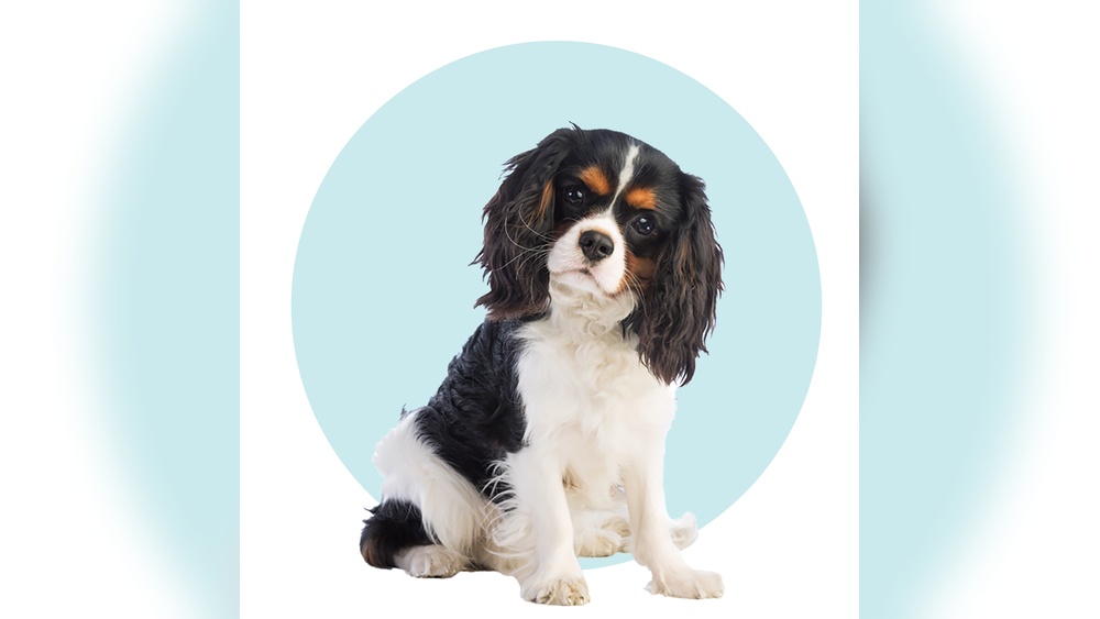 Best Mid Size Dog for Seniors