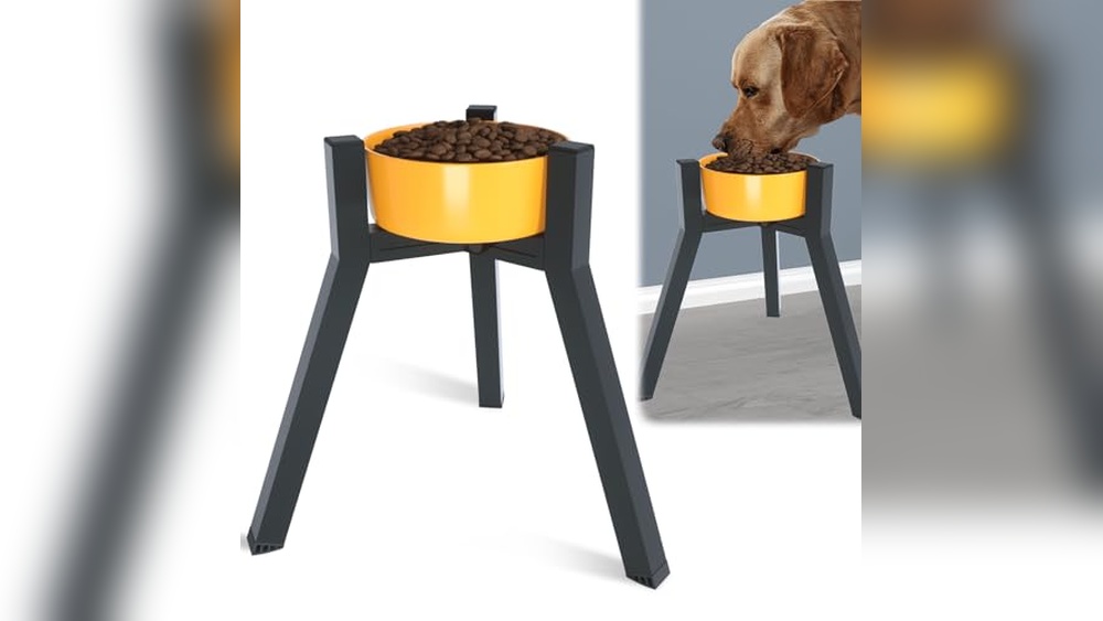 Best Midsize Dog for Seniors