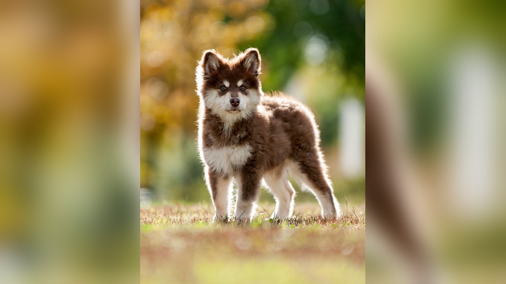 Best Midsize Dog for Seniors