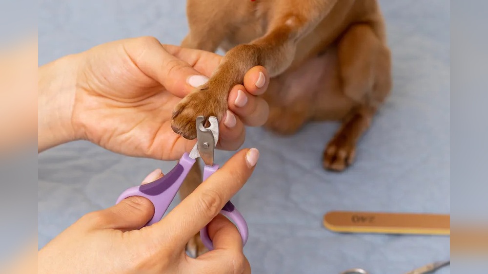 Best Nail Clippers for Dogs With Anxiety