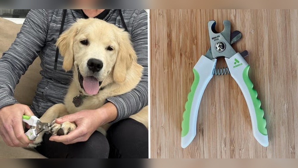 Best Nail Grinders for Large Dogs