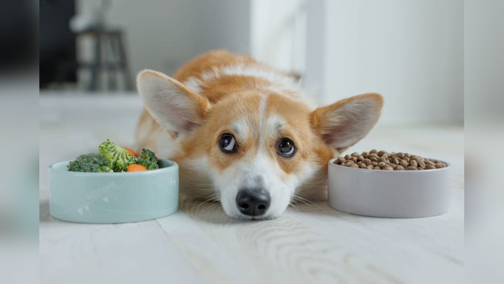 Best Natural Dog Food for Dogs With Allergies