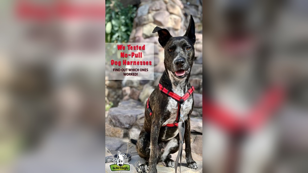 Best No Chafe Dog Harness