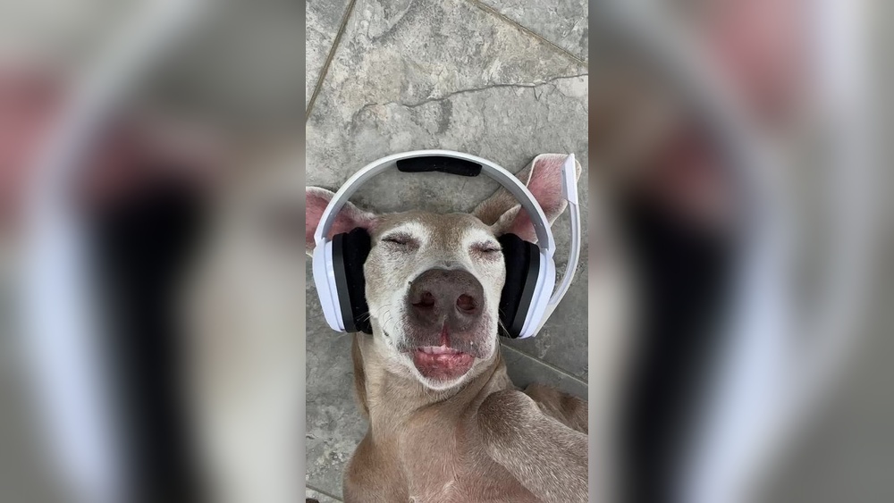 Best Noise Cancelling for Dogs