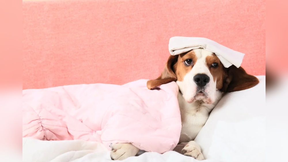 Best Non Prescription Dog Food for Ibd