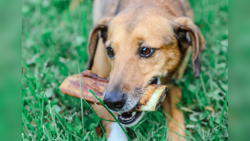 Best Non Rawhide Bones for Dogs
