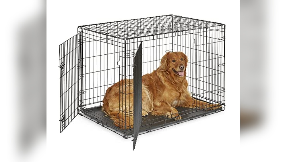 Best of Both Worlds Dog Breed