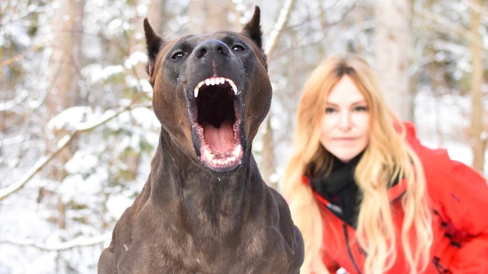 Best of Both Worlds Dog Breed