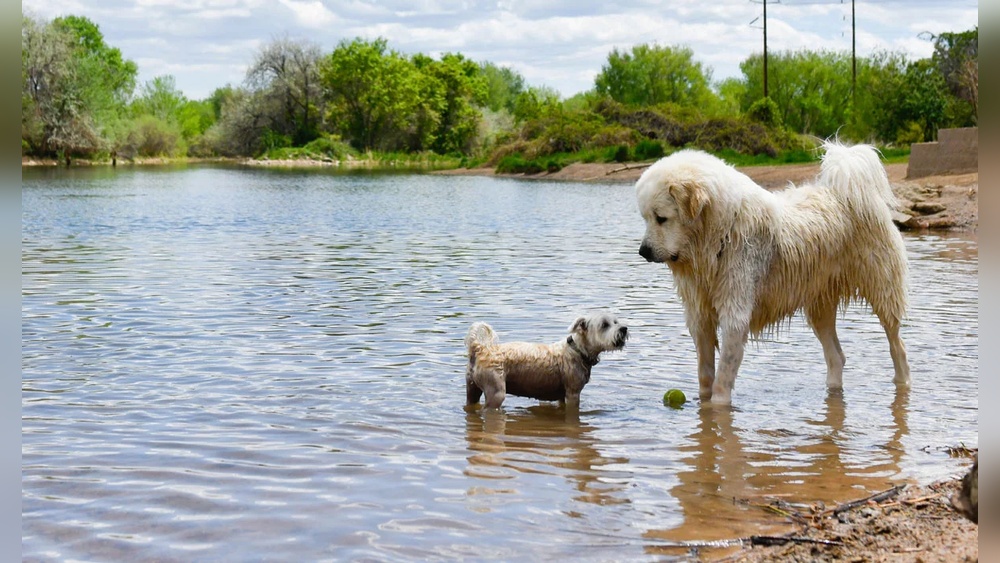 Best off Leash Dog Parks