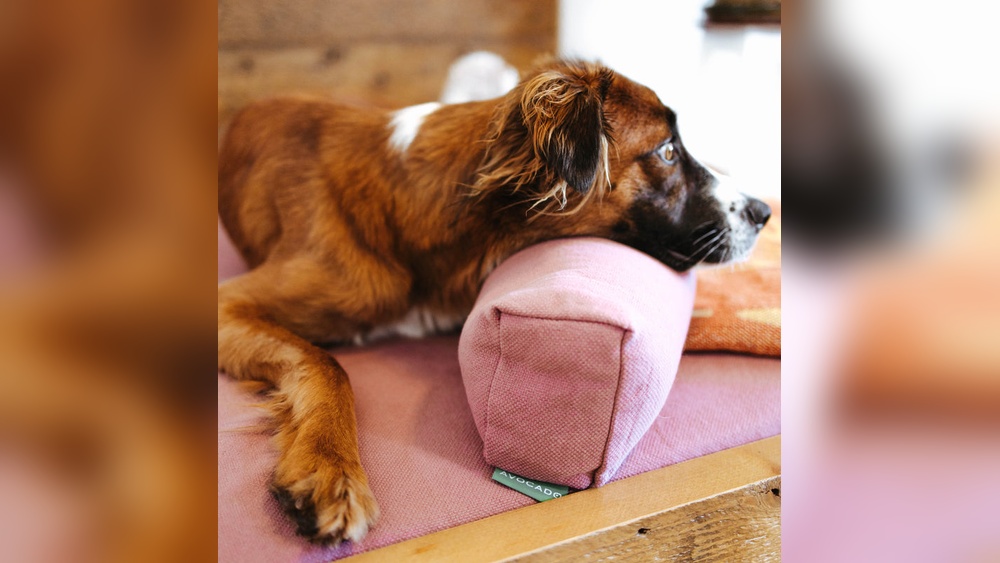Best Organic Cotton Dog Beds