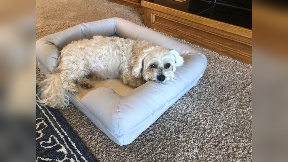 Best Orthopedic Dog Bed on the Market