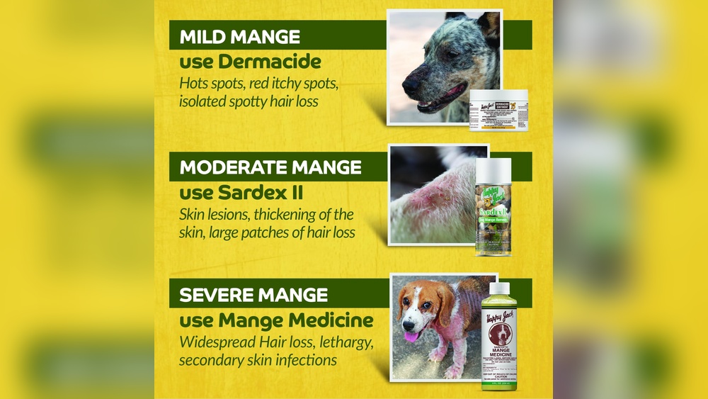 Best Over the Counter Mange Treatment for Dogs