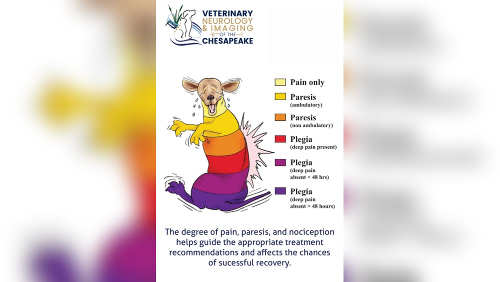 Best Pain Meds for Ivdd in Dogs