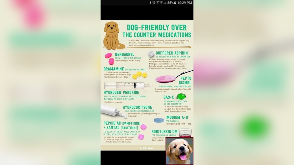 Best Pain Relief for Dogs Without Vet Prescription