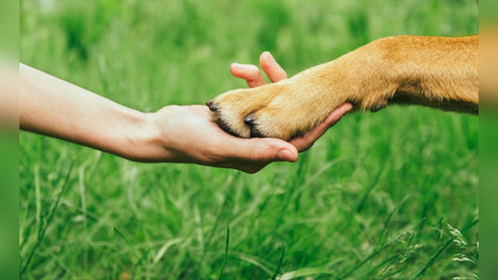 Best Paw Balm for Dogs With Allergies