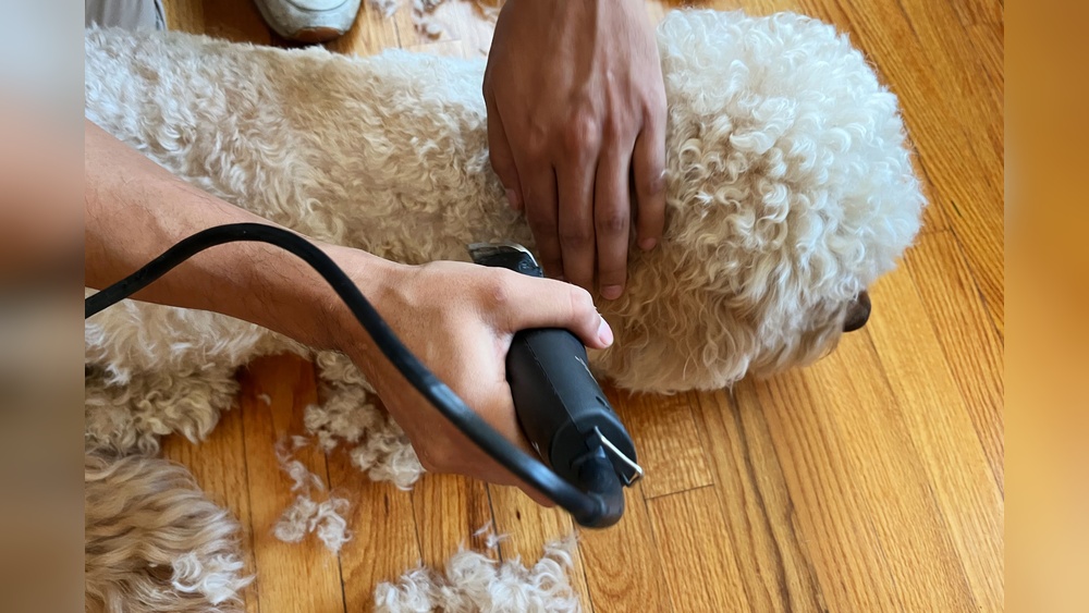 Best Paw Pad Trimmer for Dogs