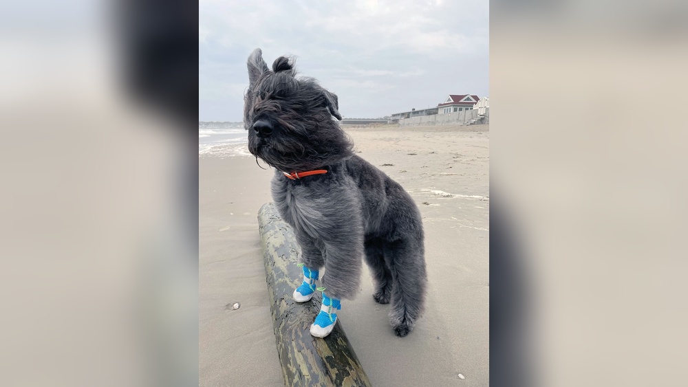 Best Paw Protection for Dogs in Summer