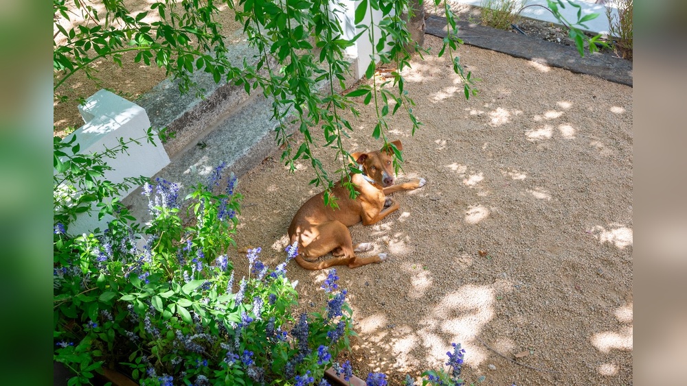 Best Pea Gravel for Dogs