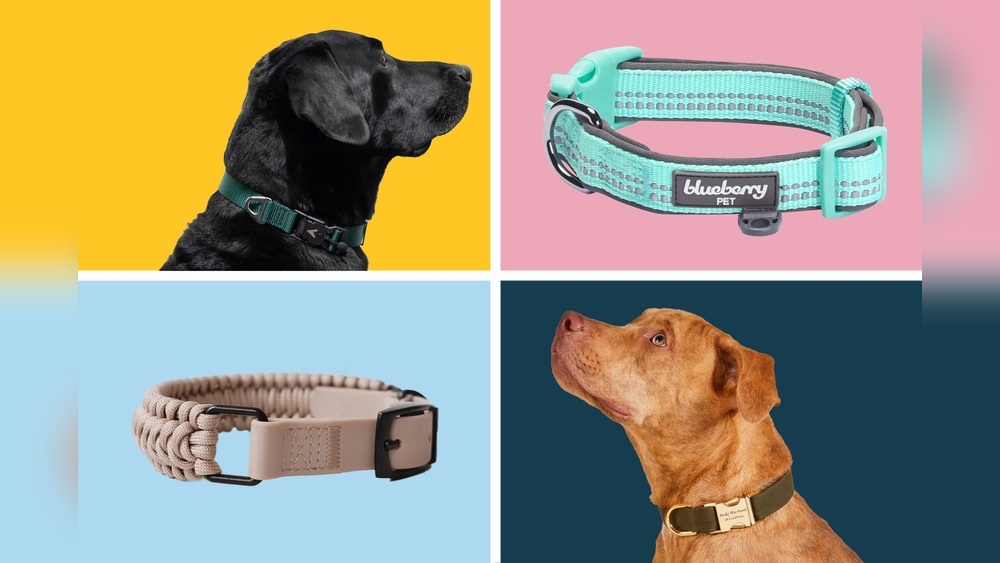 Best Personalized Reflective Dog Collars