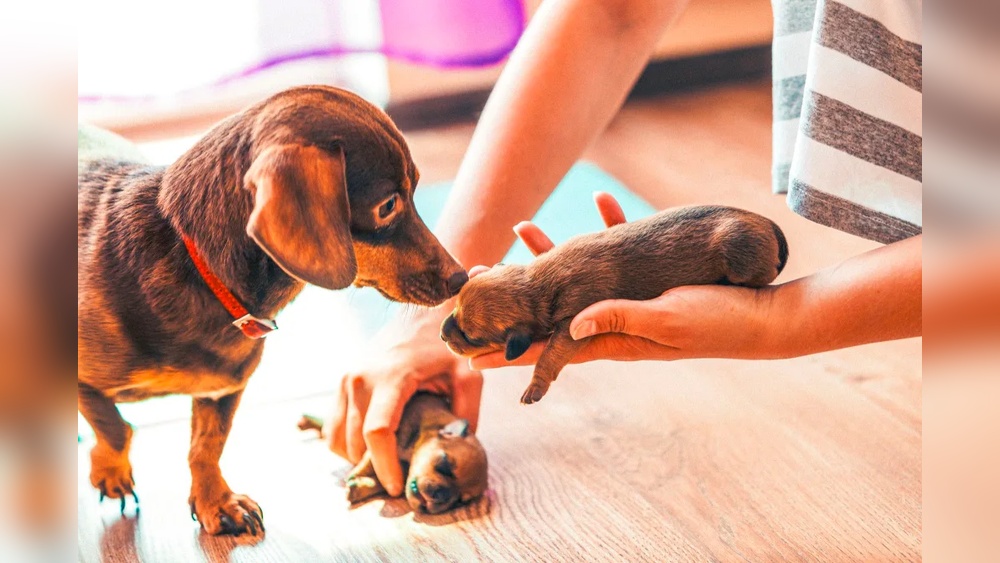 Best Pet Insurance for Breeding Dogs