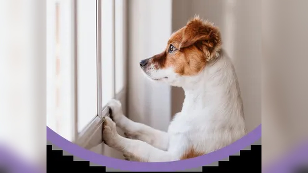 Best Pet Insurance for Dogs in Ny