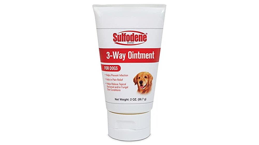 Best Place to Give Dog Injection for Infection