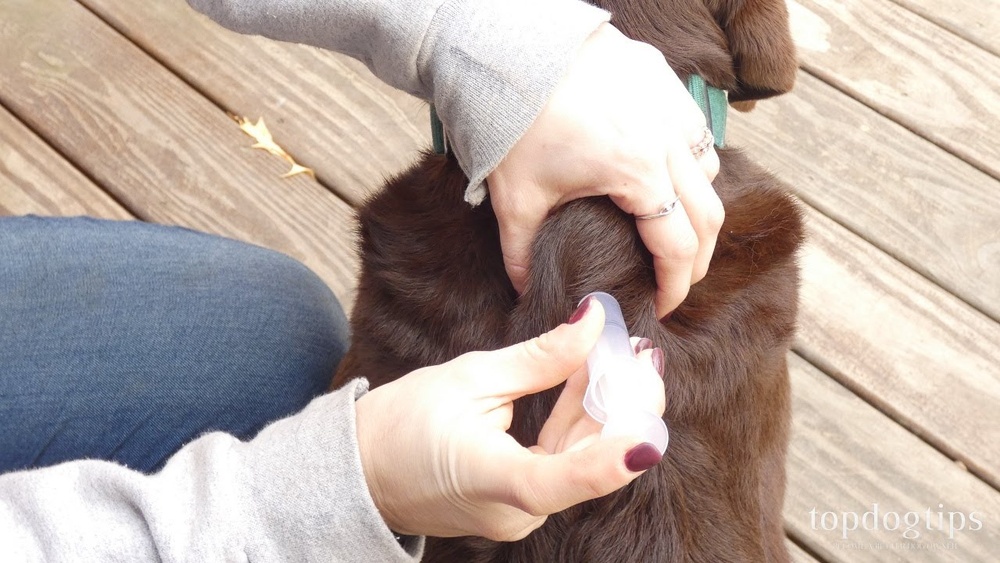 Best Place to Give Dog Injection for Infection
