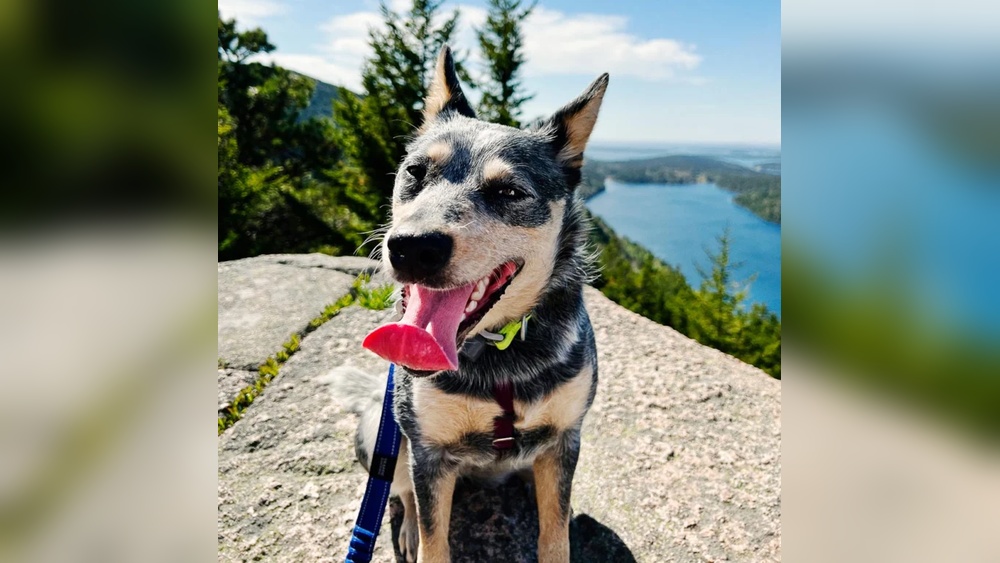 Best Places to Go With Your Dog