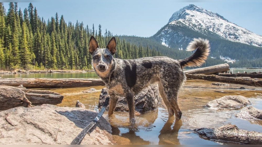 Best Places to Hike With Dogs