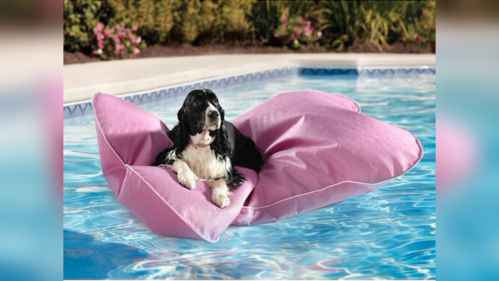 Best Pool Float for Dogs
